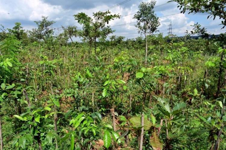 Puravankara Pledges to Plant 1 Million Trees Under 1t.org Initiative